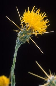 Yellow_star_thistle